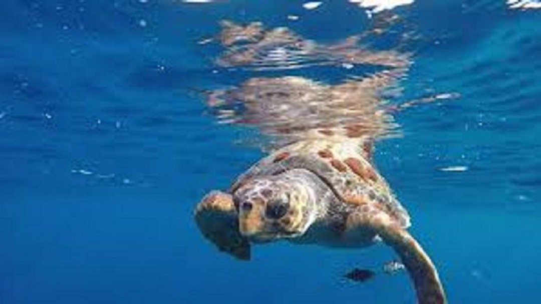 La Dirección General de Medio Natural pone en marcha una campaña divulgativa sobre la tortuga boba