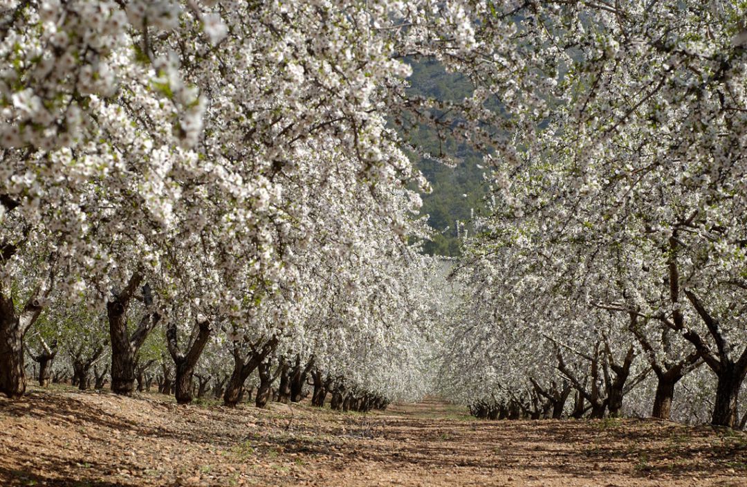 El fin de la almendra amarga empieza por Murcia El fin de la almendra amarga empieza por Murcia