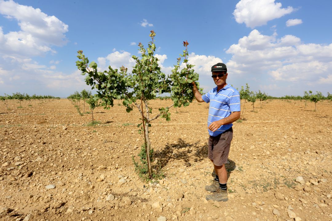 El agricultor José María Rey muestra un árbol joven de pistachos, en Villafuerte de Esgueva (Valladolid)
El agricultor José María Rey muestra un árbol joven de pistachos, en Villafuerte de Esgueva (Valladolid)