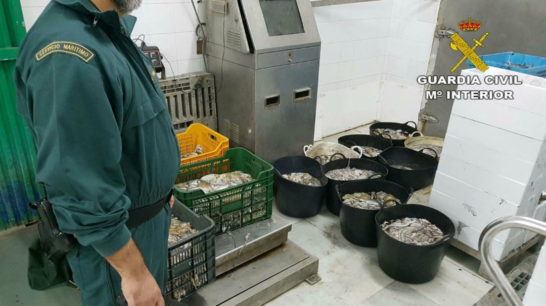 Golpe a la pesca de inmaduros con 16 detenidos en la provincia de Málaga
