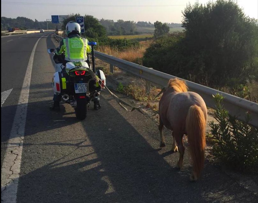 Un poni desbocado obliga a la Guardia Civil a cortar la autovía a la altura de Chiclana Un poni desbocado obliga a la Guardia Civil a cortar la autovía a la altura de Chiclana