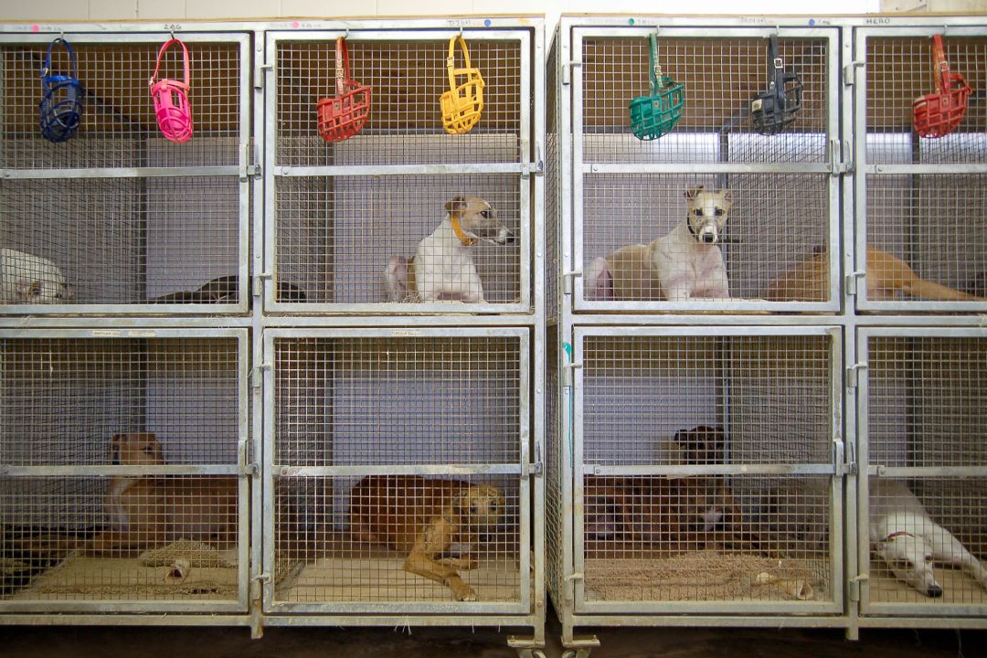 Adopción de animales Adopción de animales