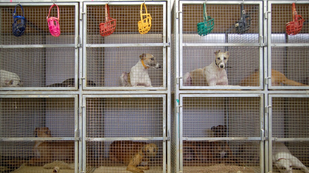 Ocultan los anuncios de adopción de animales para evitar a los santeros