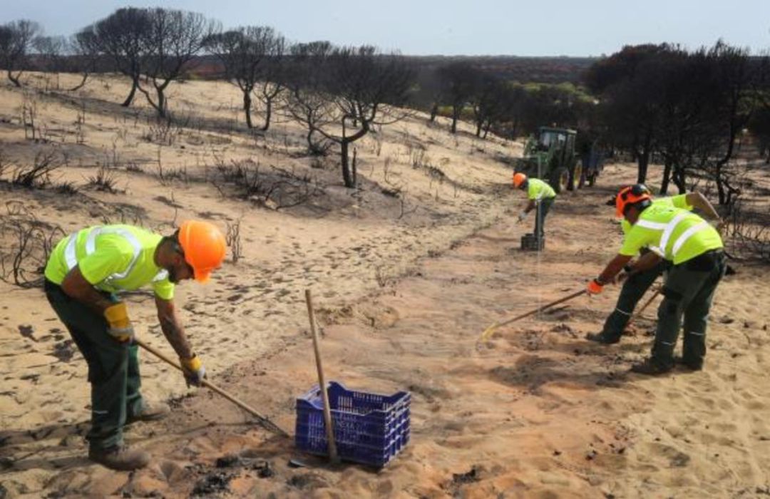 Dos años del incendio de Moguer que se quedó a las puertas de Doñana Dos años del incendio de Moguer que se quedó a las puertas de Doñana