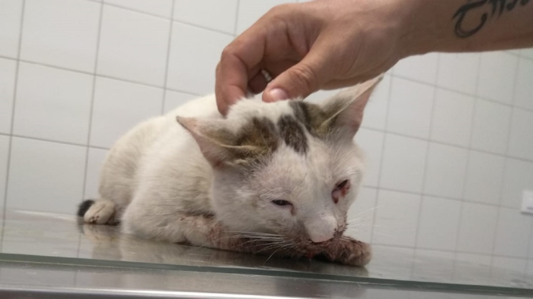 Dejando Huella denuncia la agresión a un gato que tiene una fractura múltiple de mandíbula