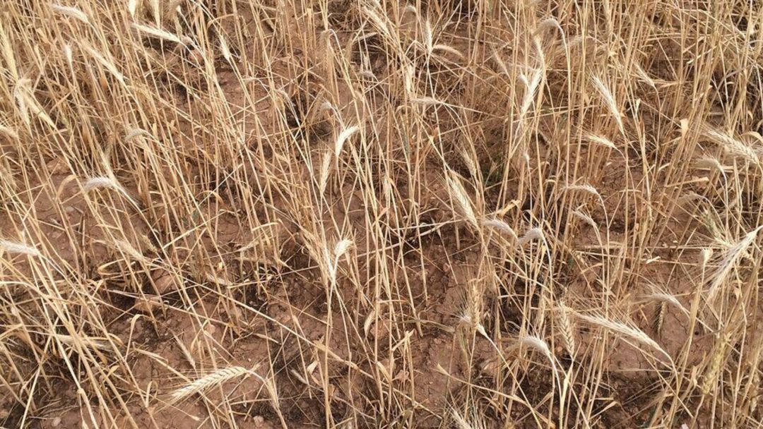 La falta de agua está afectando al cereal en Extremadura La falta de agua está afectando al cereal en Extremadura