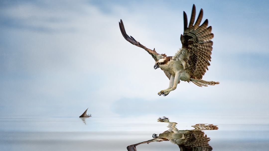 El águila pescadora vuelve al Marjal Pego-Oliva