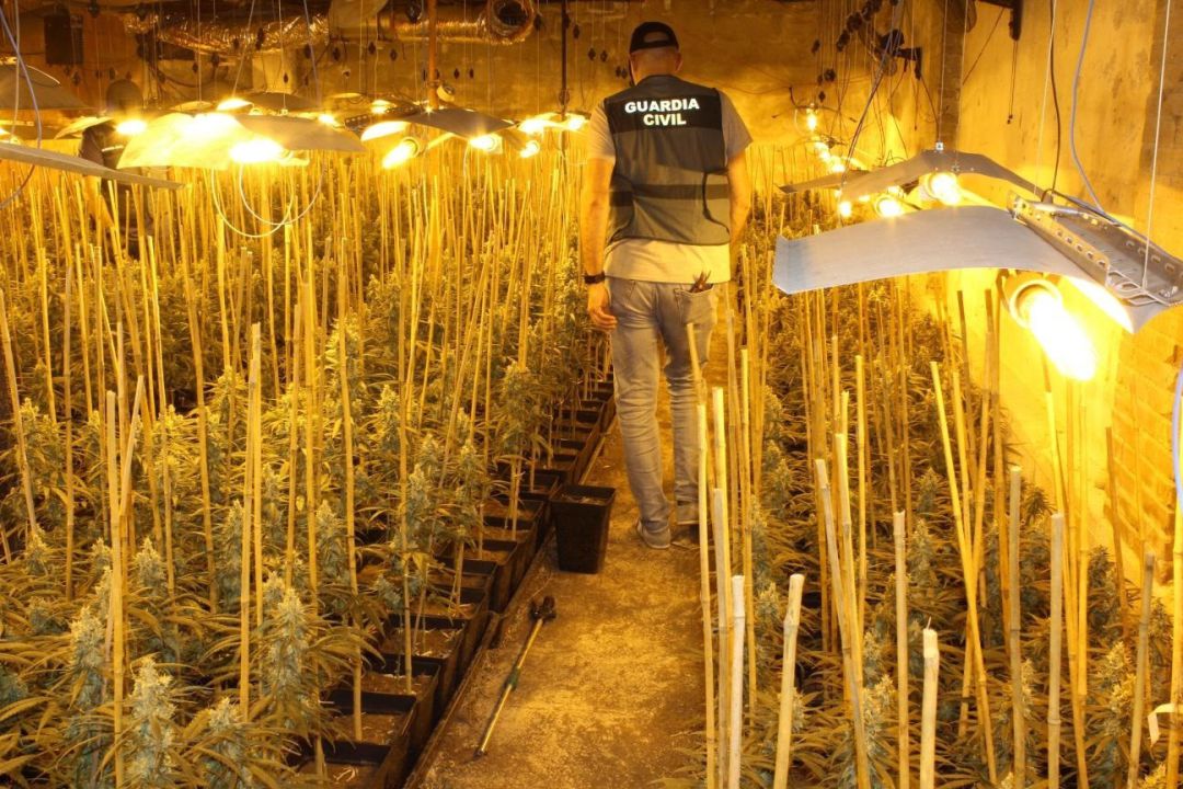 Imagen de la nave donde se cultivaban 1.300 plantas de marihuana Imagen de la nave donde se cultivaban 1.300 plantas de marihuana