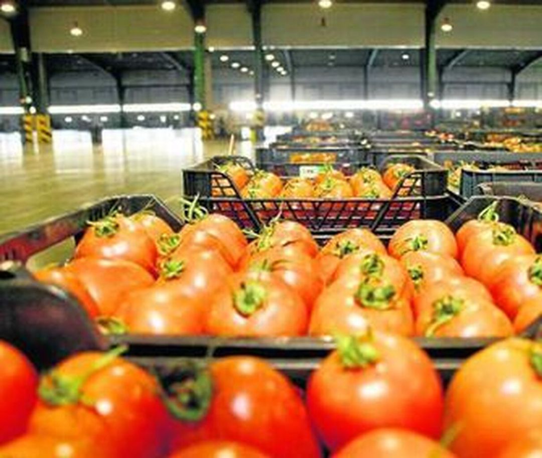 Revenden tomate marroquí con sello Almería. Revenden tomate marroquí con sello Almería.