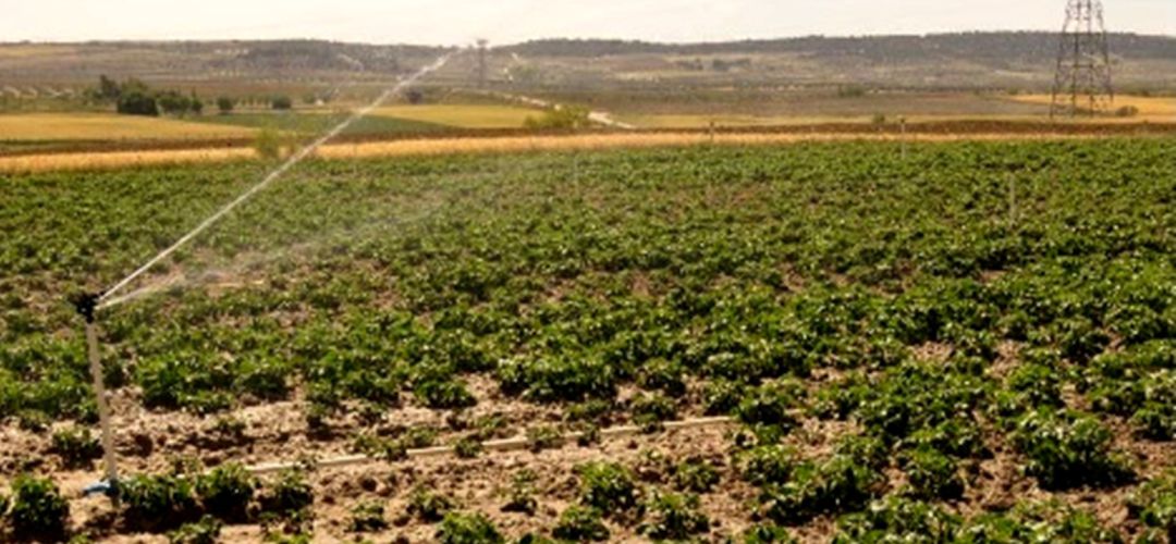 Los cultivos de regadío de Torrejón de Velasco están sobreexplotando el arroyo del Guatén, según Ecologistas Los cultivos de regadío de Torrejón de Velasco están sobreexplotando el arroyo del Guatén, según Ecologistas