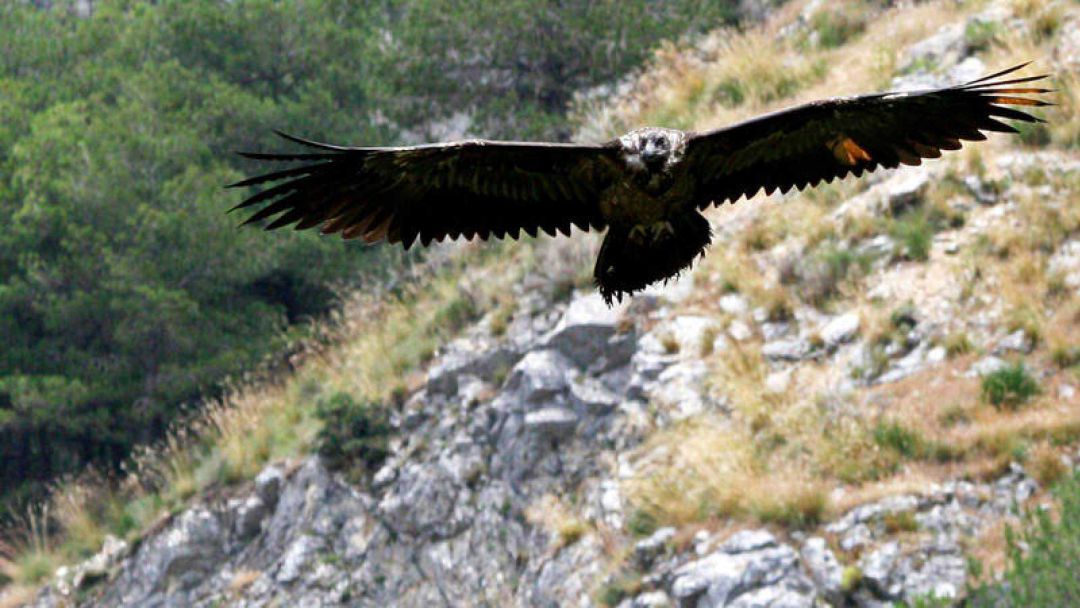 "Sidney" aparece muerto en Picos de Europa "Sidney" aparece muerto en Picos de Europa