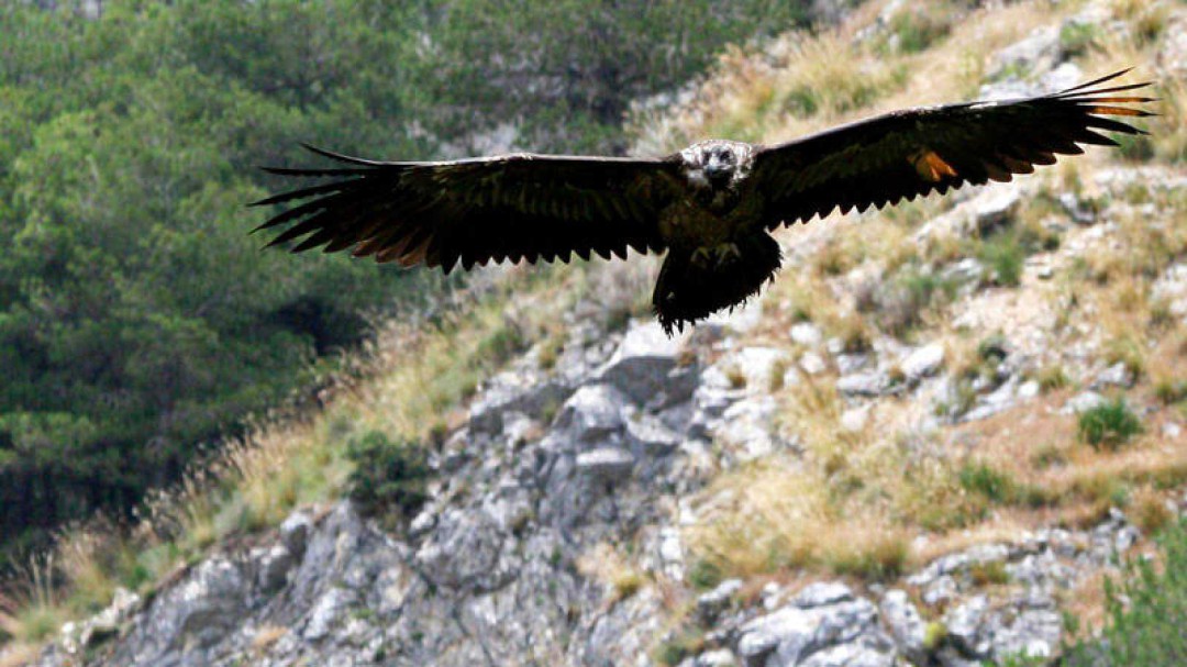 "Sidney" aparece muerto en Picos de Europa