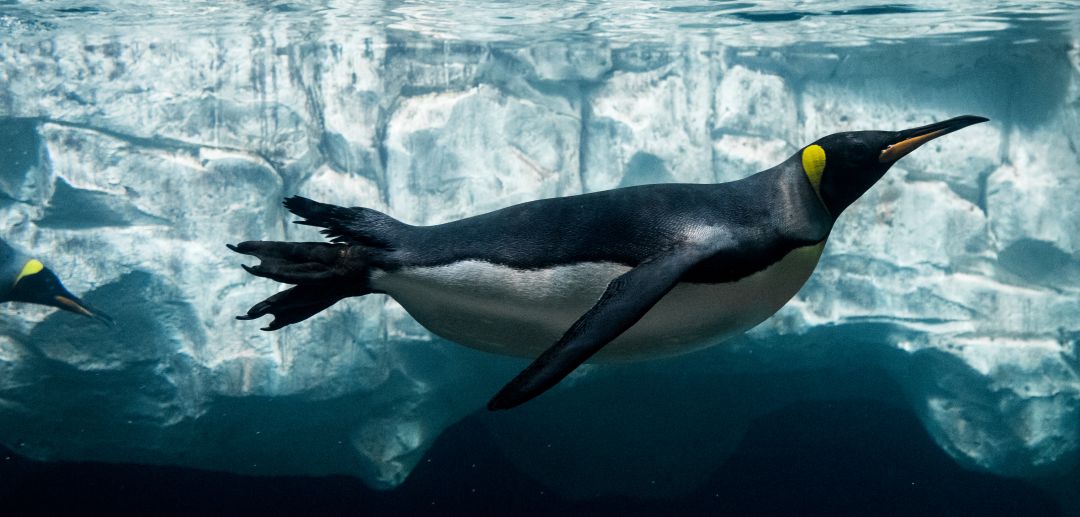 La extinción de los pingüinos La extinción de los pingüinos
