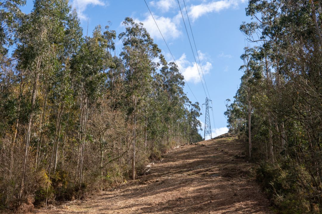 La Junta licita el proyecto para tratamientos silvícolas de prevención de incendios La Junta licita el proyecto para tratamientos silvícolas de prevención de incendios