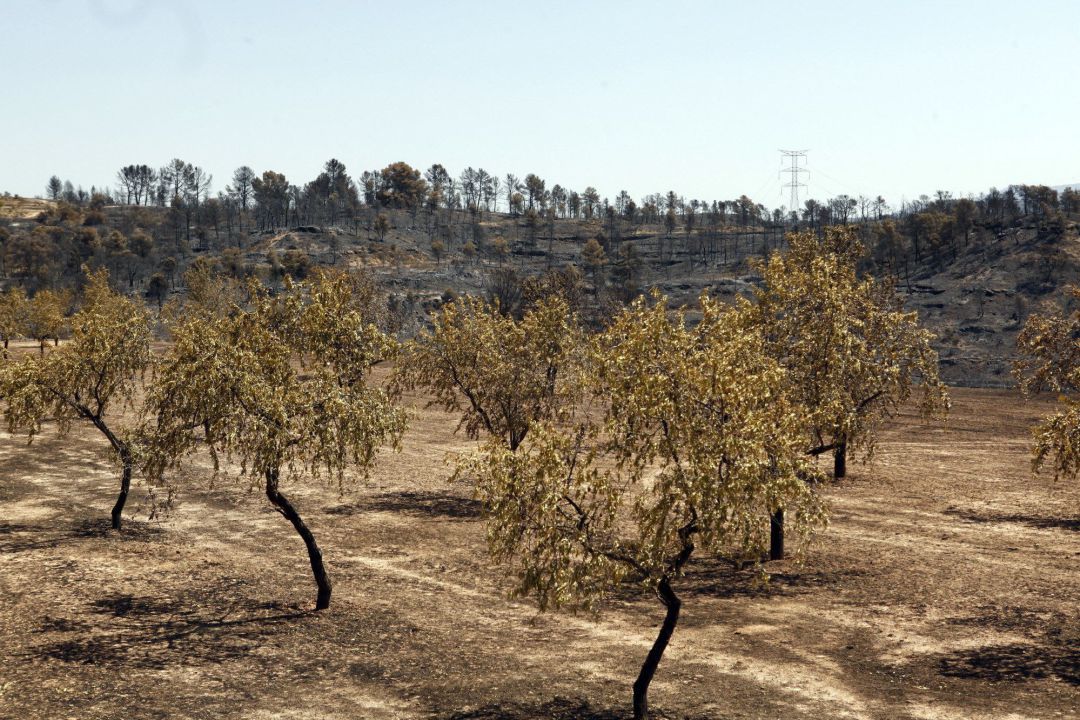 Aspecto de una zona afectada por un incendio. Aspecto de una zona afectada por un incendio.