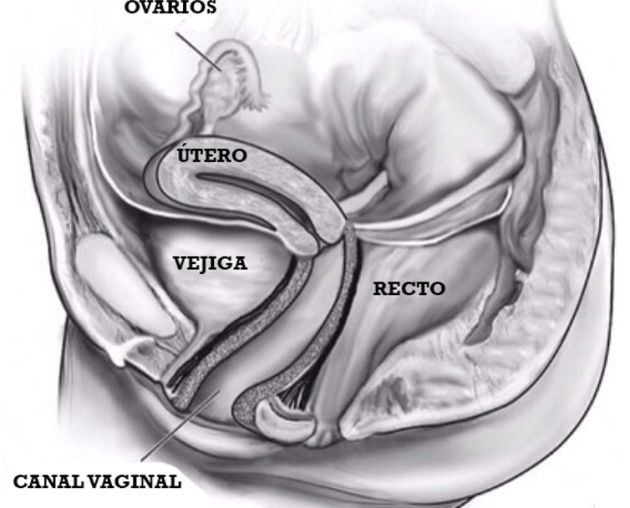 Ilustración del canal vaginal Ilustración del canal vaginal