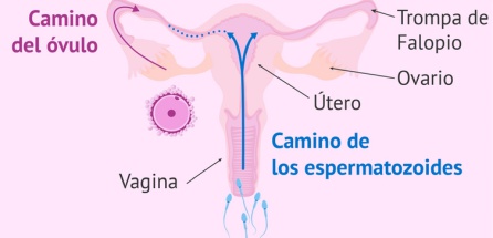 El camino de los espermatozoides El camino de los espermatozoides
