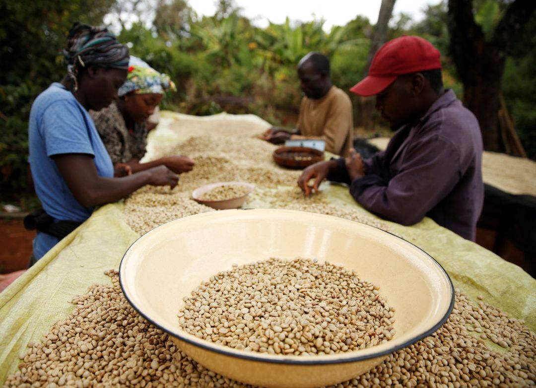 Trabajadores de una plantación de café en Zimbabwe Trabajadores de una plantación de café en Zimbabwe