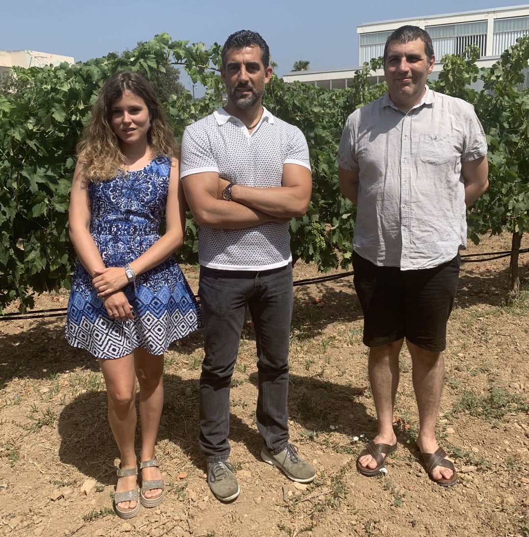 Los cultivos vinícolas peligran en Baleares Los cultivos vinícolas peligran en Baleares