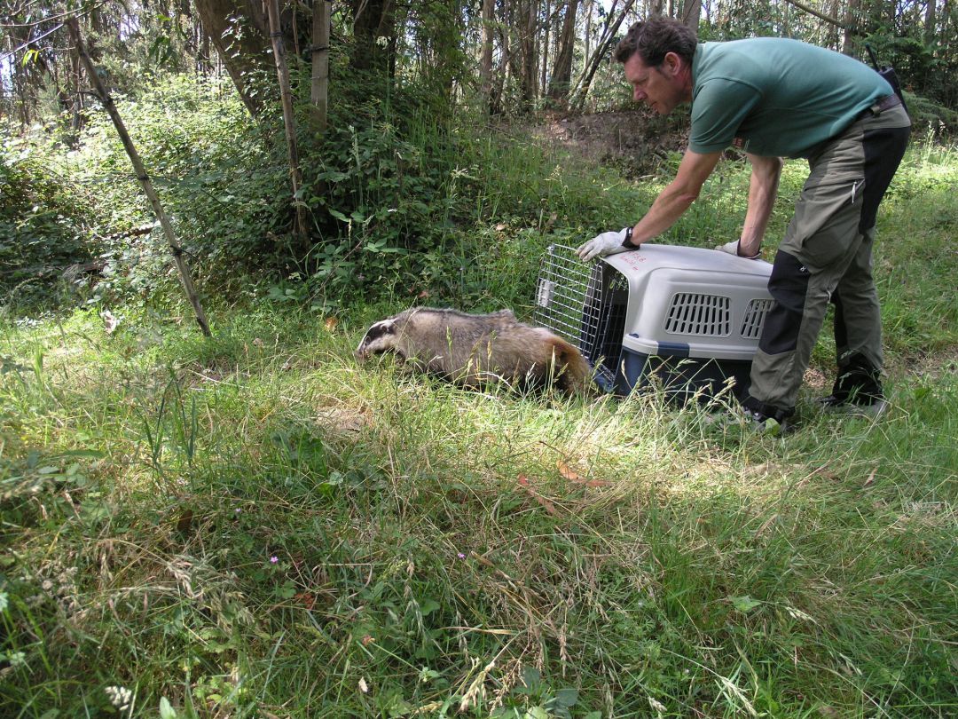 La Diputación estudia abrir al público parte del Centro de Recuperación de Fauna de Gorliz La Diputación estudia abrir al público parte del Centro de Recuperación de Fauna de Gorliz