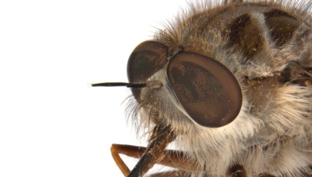 La mosca recibe su nombre en honor al Rey de la noche. La mosca recibe su nombre en honor al Rey de la noche.