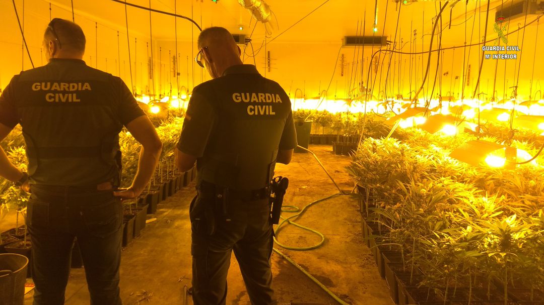 Cuatro detenidos por cultivar marihuana en Salteras y Espartinas Cuatro detenidos por cultivar marihuana en Salteras y Espartinas