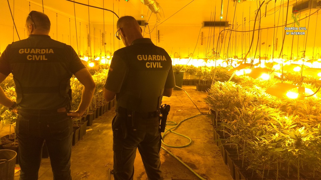 Cuatro detenidos por cultivar marihuana en Salteras y Espartinas