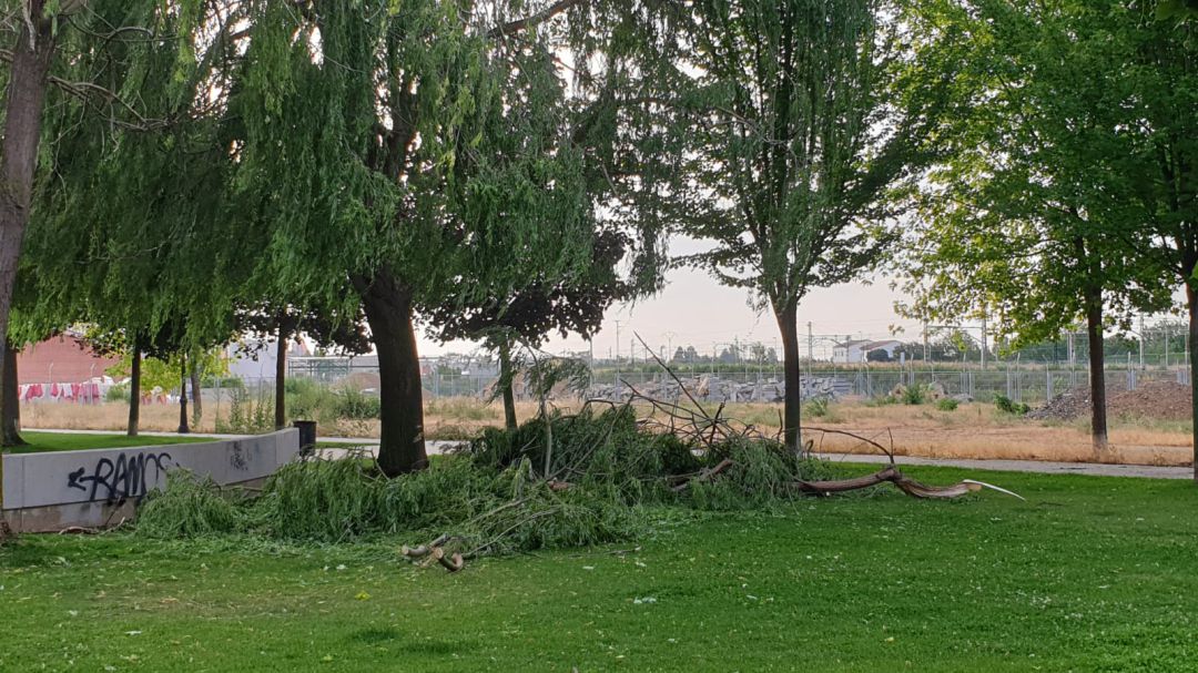 Estado de algunos de los árboles tras la tormenta Estado de algunos de los árboles tras la tormenta