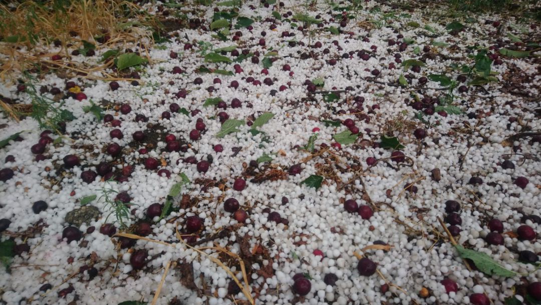 Granizo en el valle del Jerte y cerezas tiradas en el suelo Granizo en el valle del Jerte y cerezas tiradas en el suelo