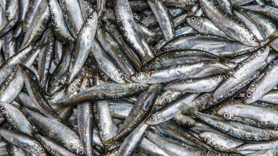 Hay vida más allá del salmón: los pescados con la mejor relación calidad-precio del verano