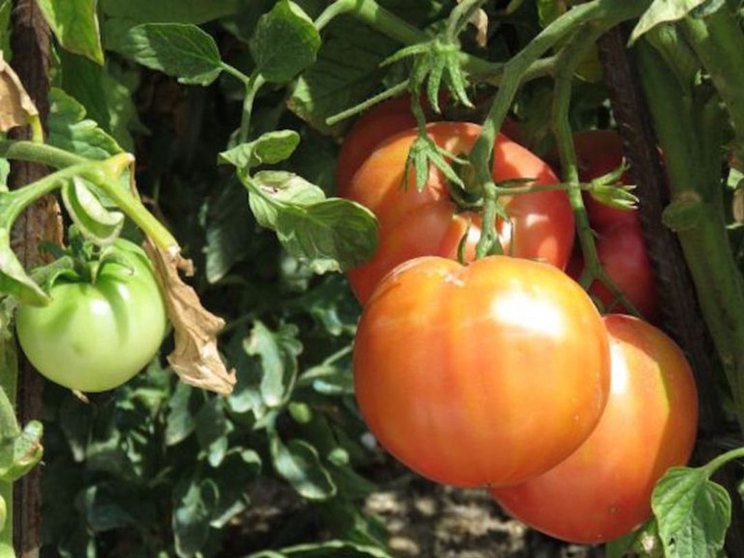 En unas dos semanas comenzará la campaña del tomate en Extremadura En unas dos semanas comenzará la campaña del tomate en Extremadura