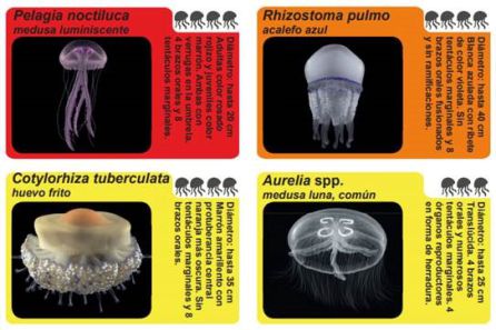 Algunas de las medusas más populares. Algunas de las medusas más populares.