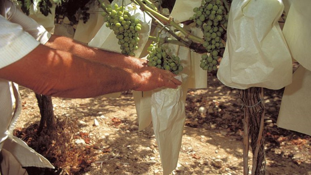 El embolsado de uva del Vinalopó posibilita más de 10.000 puestos de trabajo