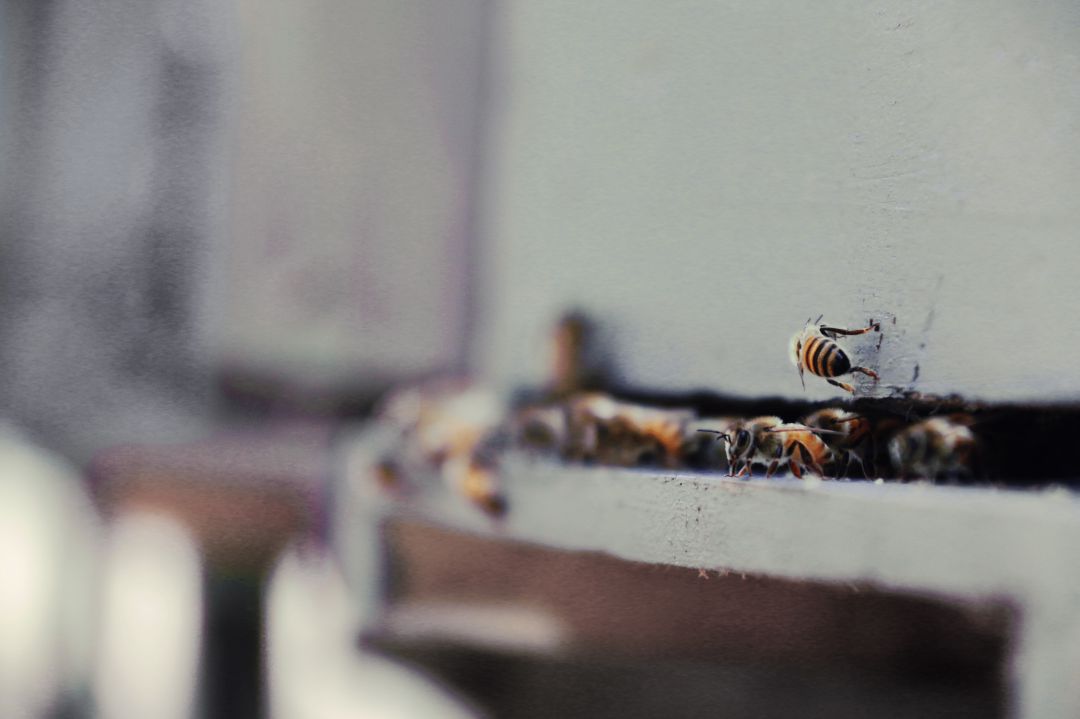 Un grupo de abejas apoyadas sobre una pared Un grupo de abejas apoyadas sobre una pared