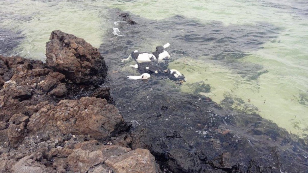 El Ayuntamiento de Haría retira el cadáver de una vaca de la costa norte de Lanzarote