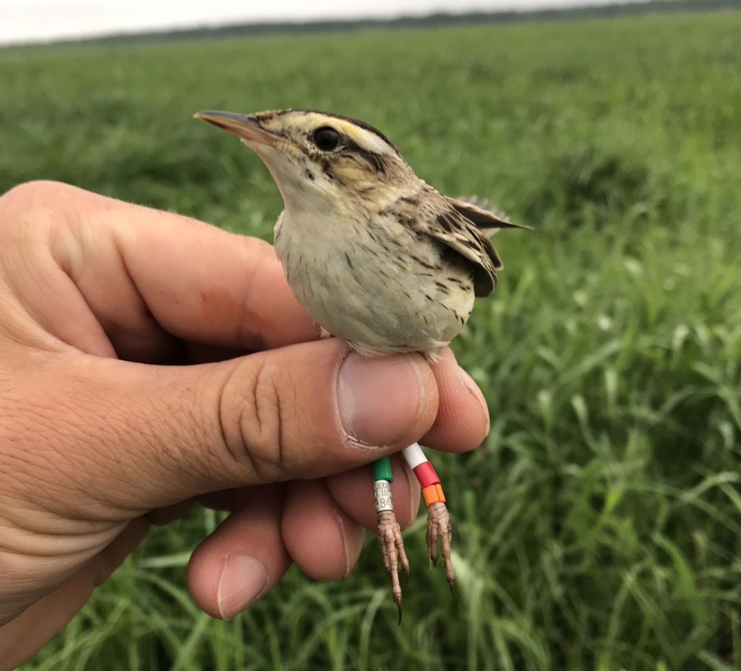 Uno de los 23 carricerines cejudos capturados el pasado verano en la laguna de La Nava, Palencia, ha sido recapturado en un humedal cercano al mar Báltico, al sur Lituania Uno de los 23 carricerines cejudos capturados el pasado verano en la laguna de La Nava, Palencia, ha sido recapturado en un humedal cercano al mar Báltico, al sur Lituania