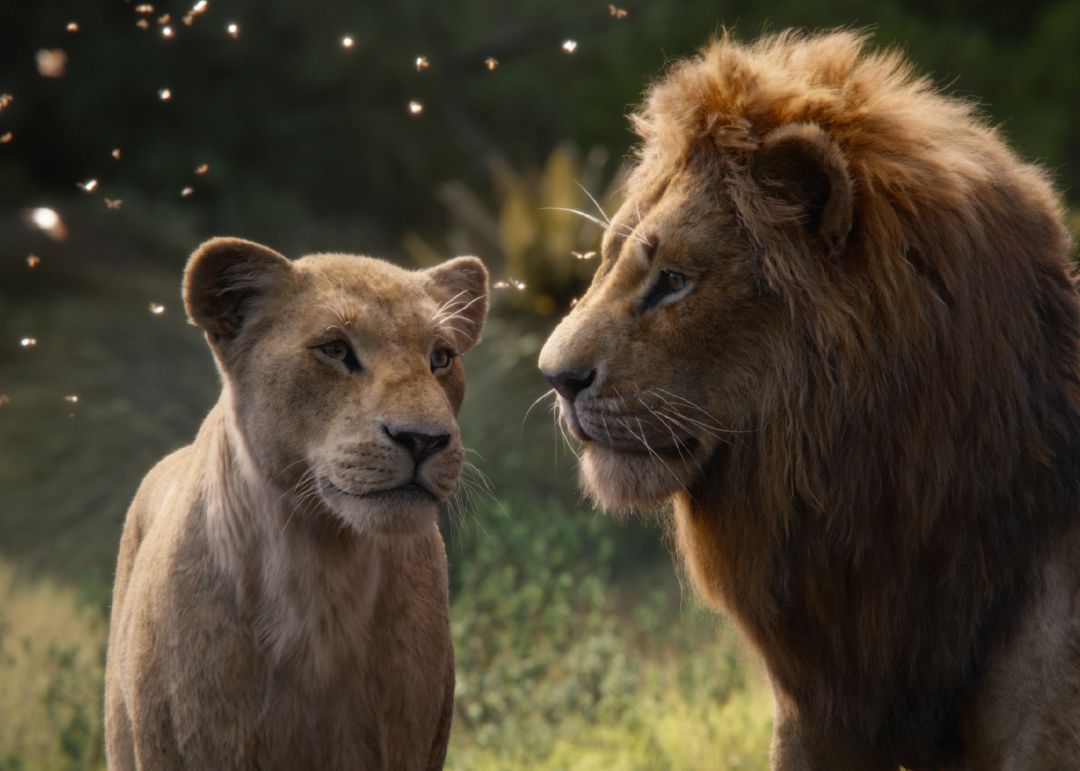 Imatge del film 'El rey león' amb els seus protagonistes (horitzontal). Imatge del film 'El rey león' amb els seus protagonistes (horitzontal).