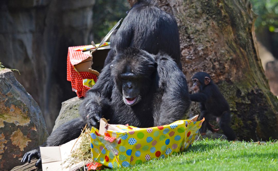 Coco, el chimpancé de Bioparc Valencia, cumple un año Coco, el chimpancé de Bioparc Valencia, cumple un año