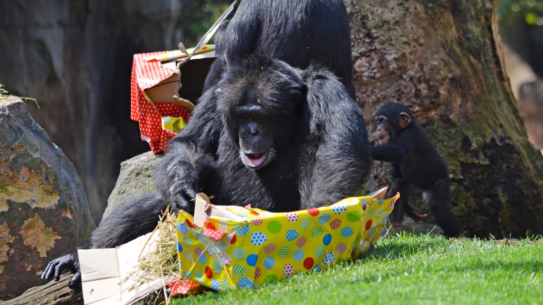 Coco, el chimpancé de Bioparc Valencia, cumple un año