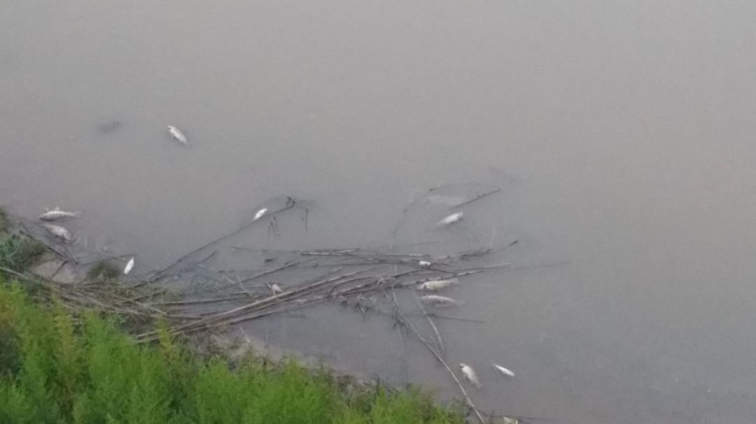 Centenares de peces aparecen muertos en el río Llobregat.
Centenares de peces aparecen muertos en el río Llobregat.