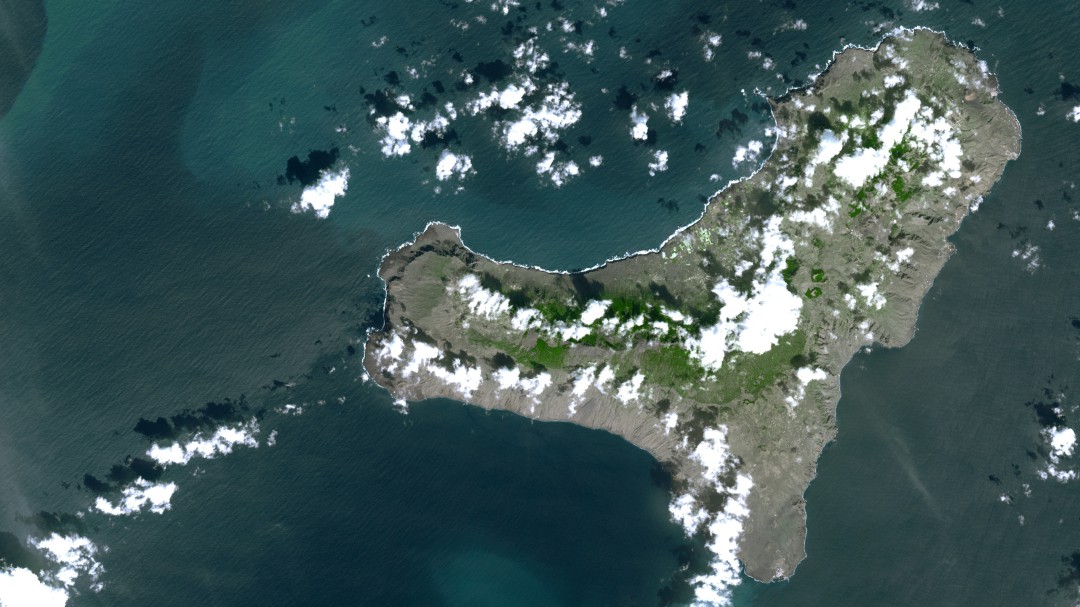 La erupción submarina de El Hierro formará un jardín de corales blandos