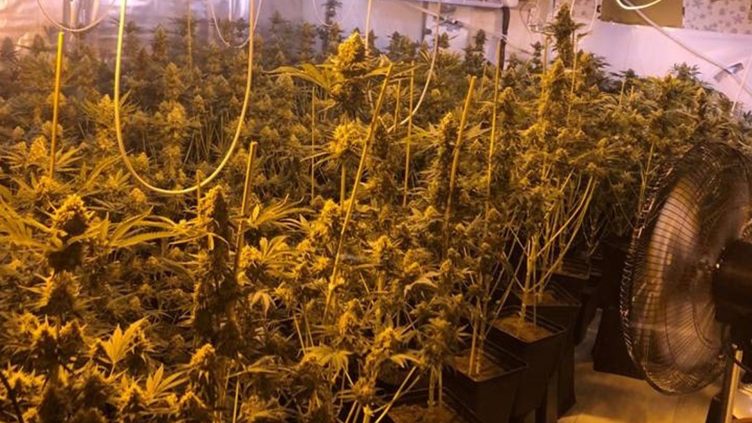Dimite el concejal del PP de un pueblo de Granada investigado por cultivo de marihuana