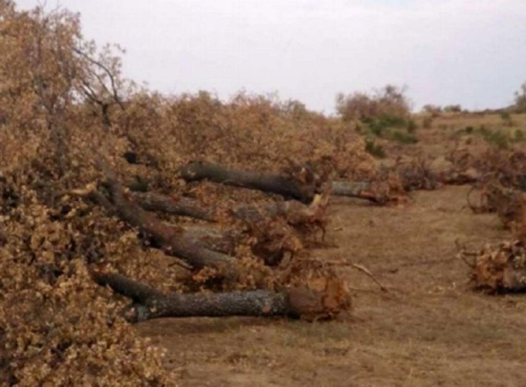 Denuncian la tala de 3.500 robles en un pueblo de Salamanca Denuncian la tala de 3.500 robles en un pueblo de Salamanca