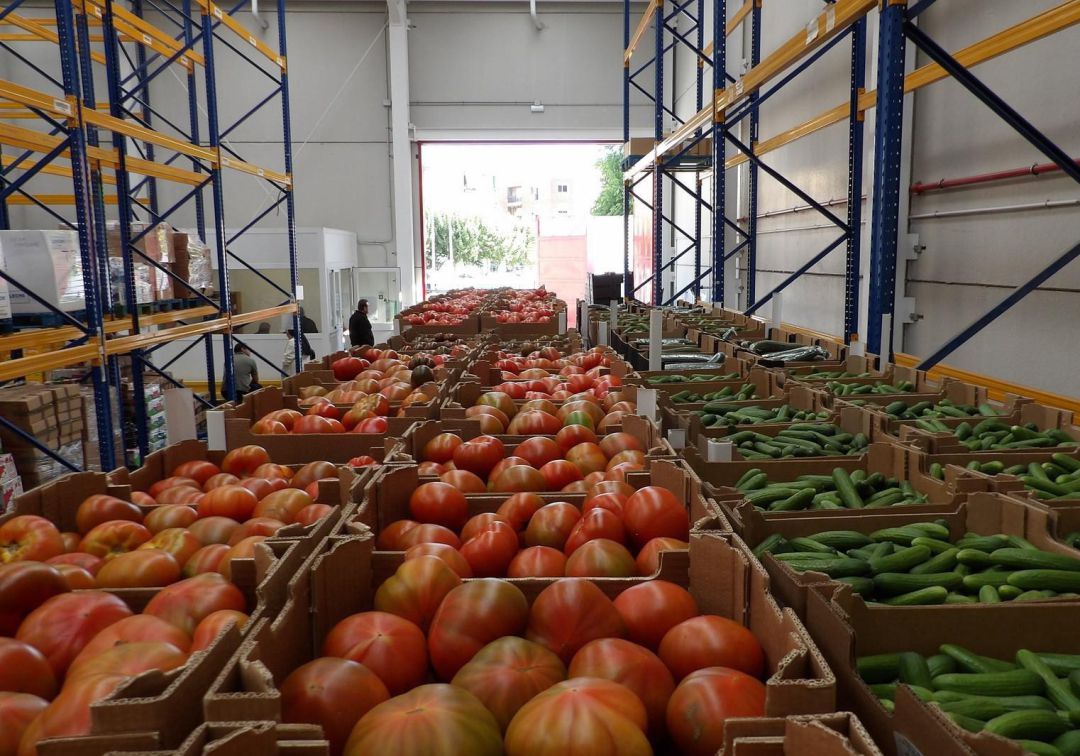 Marruecos ya exporta tanto tomate a Europa como Almería. La provincia mantiene los precios de final de siglo pasado pero sus costes un 70%