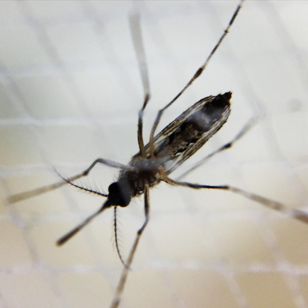 Expertos consideran "improbable" contagios por Chikungunya en las islas Expertos consideran "improbable" contagios por Chikungunya en las islas