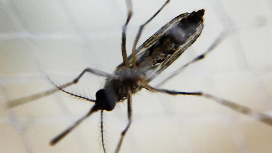 Expertos consideran "improbable" contagios por Chikungunya en las islas