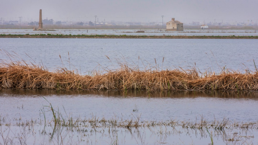 Campillo pide a la CHJ que fije un caudal mínimo para la Albufera