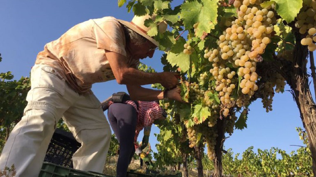 Esta semana comienza la vendimia en el marco Montilla Moriles