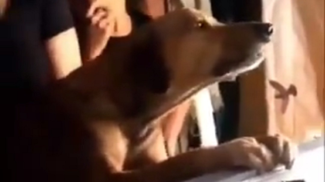 El desgarrador llanto de un perro por la muerte de su dueño sobre su ataúd