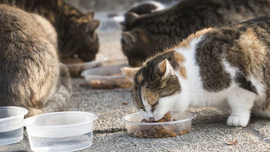 Caleruega da ejemplo en la gestión de gatos Caleruega da ejemplo en la gestión de gatos